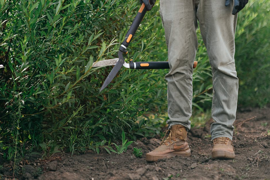 A gardener wearing a dark long-sleeve shirt and a grey cap is trimming a neatly shaped hedge with hedge shears, indicating a landscaping or garden maintenance task. The hedge, composed of dense green foliage with small, light-colored flowers or new growth at the top, forms a boundary along a garden pathway or border. Behind the hedge, tall tropical plants with large, broad leaves provide a lush backdrop, suggesting a well-maintained garden environment. The scene is outdoors with natural lighting, highlighting the textures of the trimmed hedge, the tools, and the surrounding greenery. This image exemplifies professional garden upkeep, such as hedge trimming, which Gardeners Ilford offers, aligned with the topic of avoiding hidden charges when hiring local gardeners in Ilford for comprehensive garden maintenance and landscaping work.