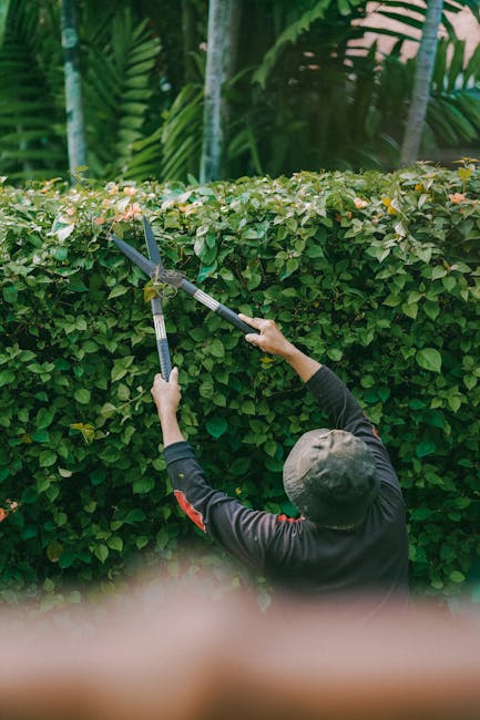 A gardener from Gardeners Ilford is trimming a dense, neatly shaped hedge with long-handled pruning shears. The hedge is composed of lush green leaves and small, delicate pinkish-white flowers, indicating healthy flowering shrubs. Behind the hedge, there are tall, tropical-style plants with broad, glossy leaves and slender stems, creating a vibrant backdrop. The ground is not visible, but the hedge appears well-maintained with a clean, defined edge. The gardener is wearing a dark long-sleeved top and a grey cap, focusing on precise trimming work. The outdoor setting has natural light, highlighting the richness of the foliage and the care involved in garden maintenance. This image exemplifies professional landscaping work focused on hedge trimming, a key element of garden care provided by Gardeners Ilford, showcasing their expertise in outdoor garden maintenance.