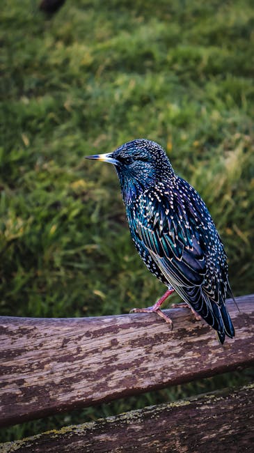 A close-up of a starling perched on a weathered wooden log in a garden setting. The bird has iridescent black feathers that shimmer with blue and green hues, speckled with white dots. The log is situated on a grassy area with patches of damp, textured soil visible nearby. In the background, there is a lush, slightly blurred lawn with vibrant green grass, indicative of well-maintained garden landscaping. The scene is illuminated by soft, natural daylight, showcasing the detailed plumage of the starling. This image emphasizes garden maintenance and outdoor environment care, aligning with themes of landscaping work and lawn care, as might be featured in the Ilford gardeners guide to Valentines Park small garden makeovers, as provided by Gardeners Ilford.